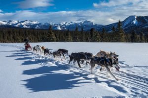 Chiens de traineaux