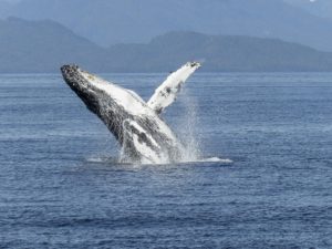 Baleine en Norvège