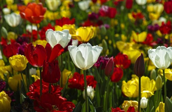 Flower Show in Belgium