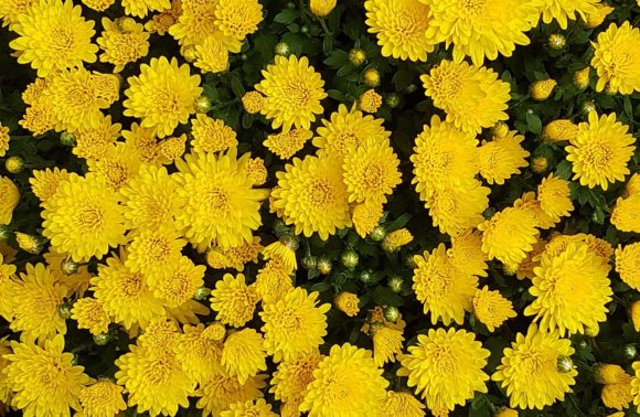 Chrysanthemum Festival