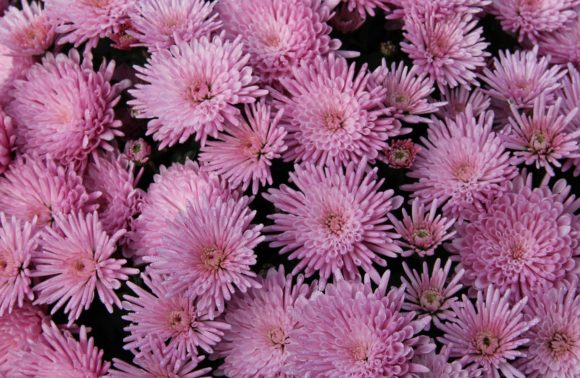 Fête des Chrysanthèmes