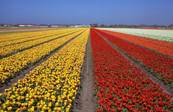 Voyage aux pays des fleurs