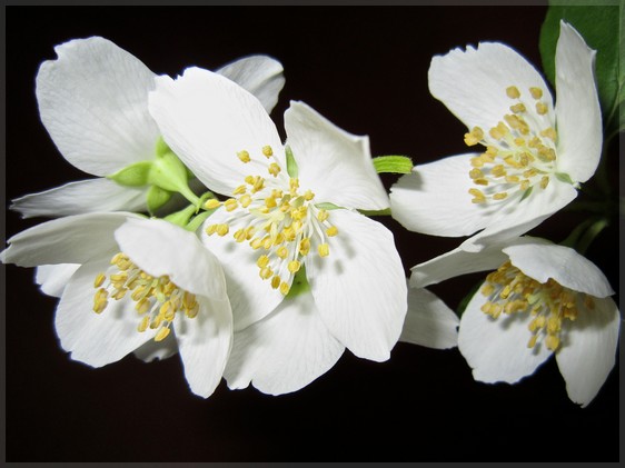 Bien plus qu’une fleur, la reine de la parfumerie !