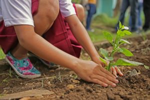 plantation d'arbre