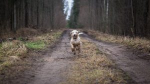 promenade chien