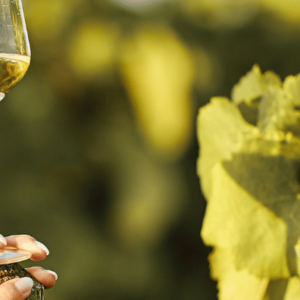 Comment déguster du vin de Bordeaux comme un pro ?